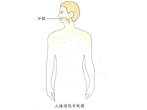 A056大班健康：小豆子旅行记小豆子旅行记操作教具图.ppt