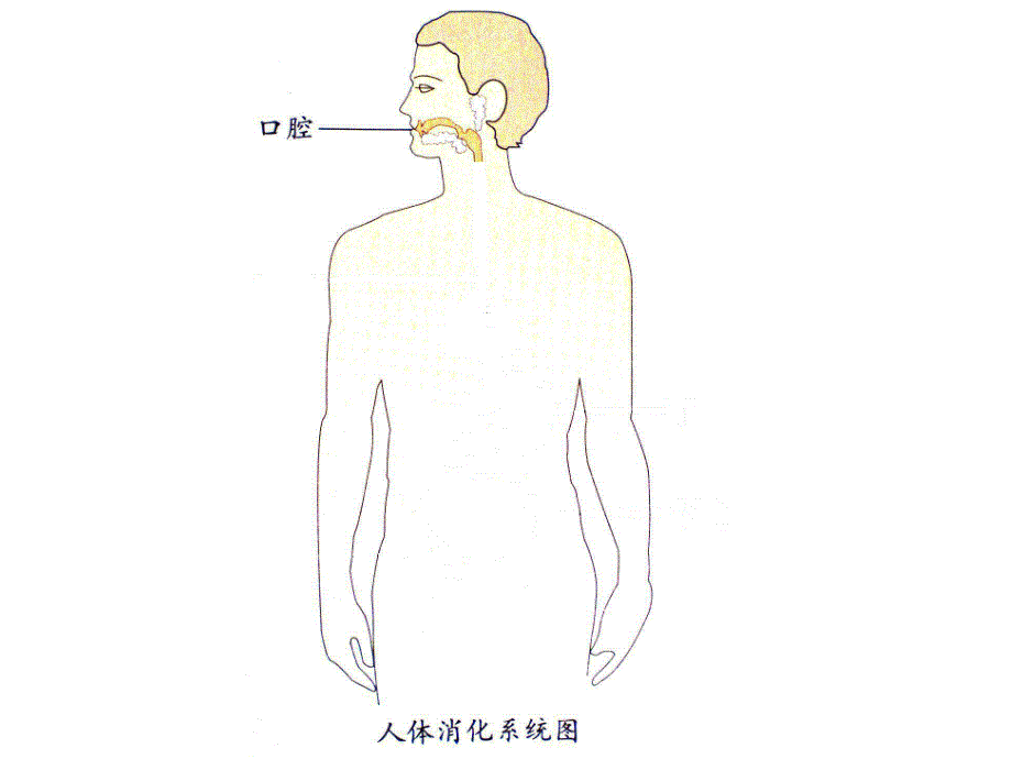 A056大班健康：小豆子旅行记小豆子旅行记操作教具图.ppt_第1页
