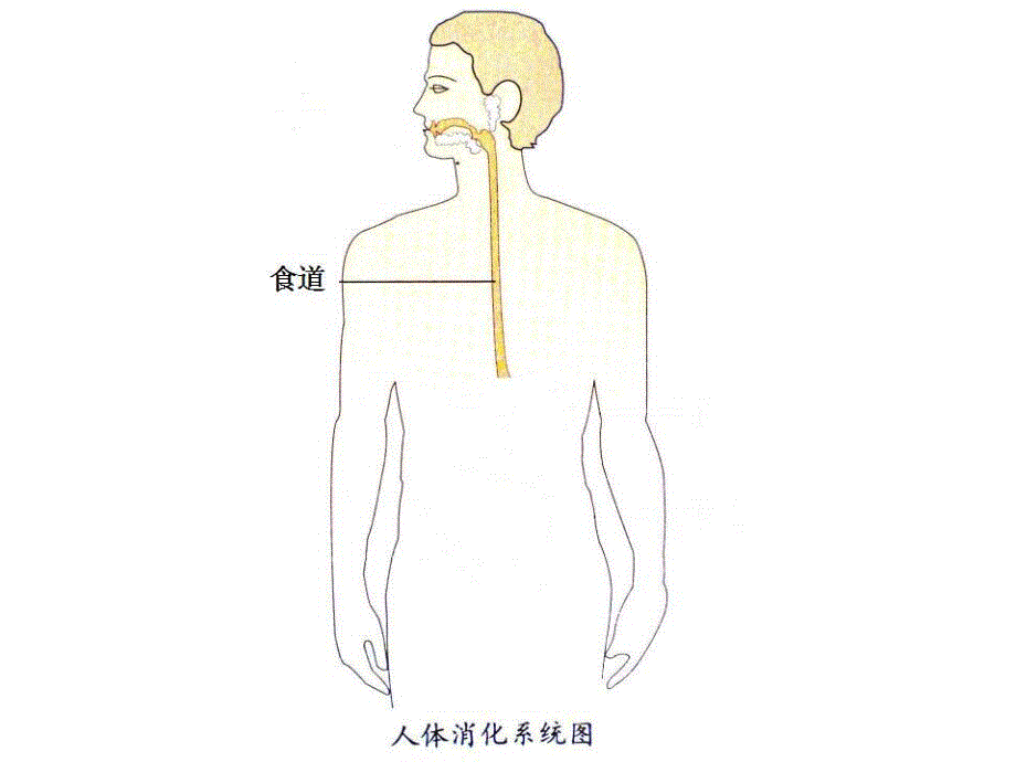 A056大班健康：小豆子旅行记小豆子旅行记操作教具图.ppt_第2页