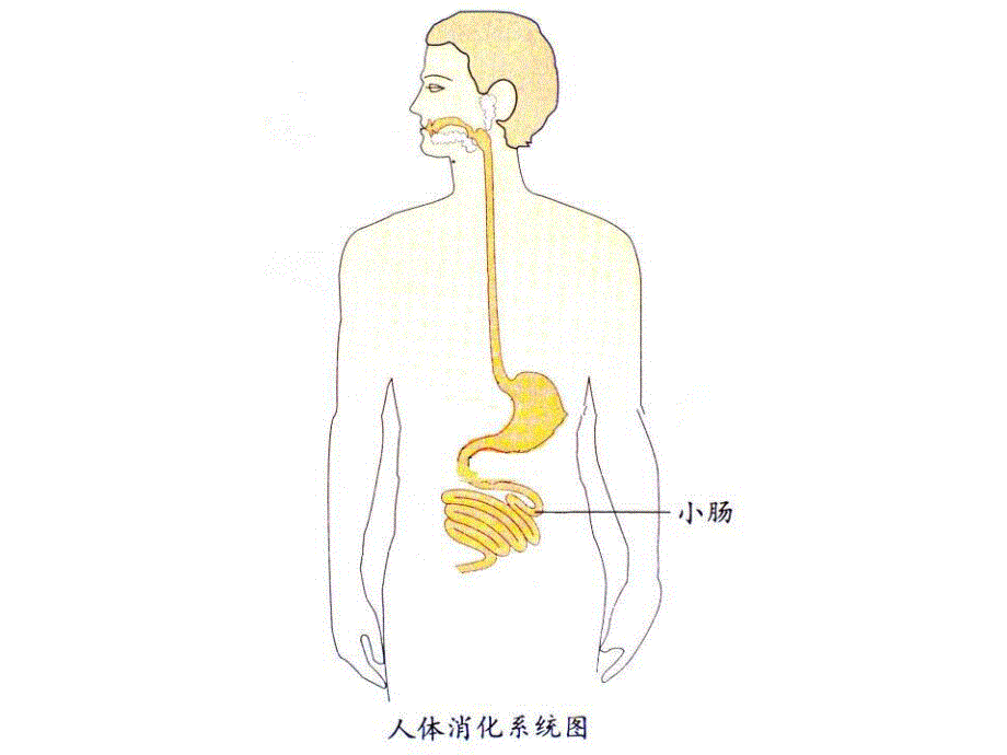 A056大班健康：小豆子旅行记小豆子旅行记操作教具图.ppt_第3页