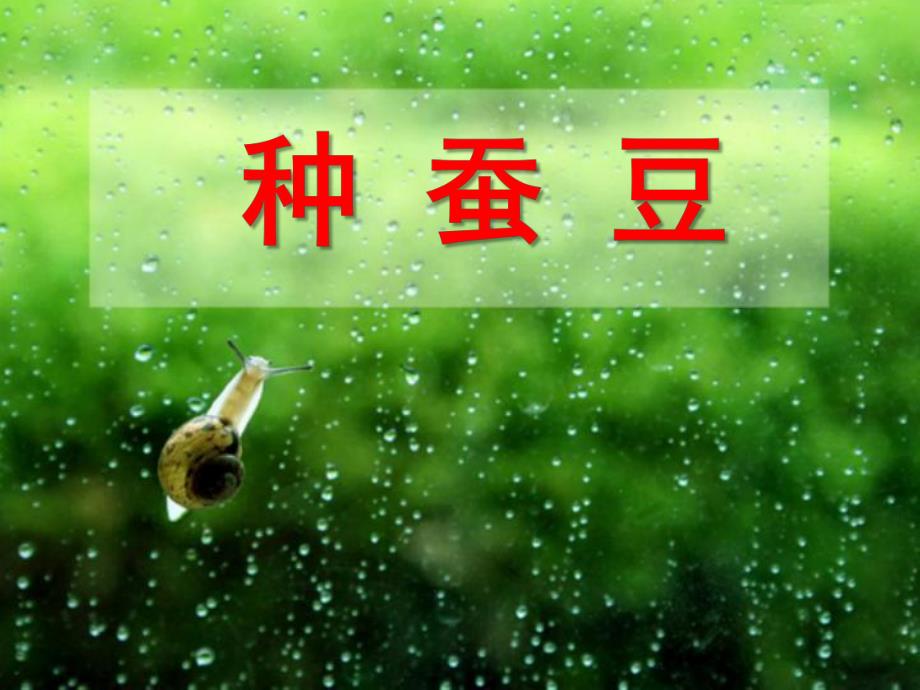 中班科学活动《种蚕豆》PPT课件教案-中班科学活动《种蚕豆》.ppt_第1页