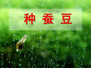 中班科学活动《种蚕豆》PPT课件教案-中班科学活动《种蚕豆》.ppt