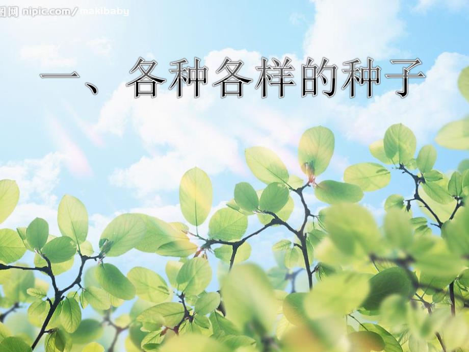 中班科学活动《种子发芽》PPT课件教案PPT课件.ppt_第2页