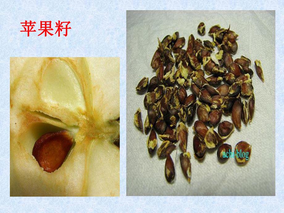 中班科学活动《种子发芽》PPT课件教案PPT课件.ppt_第3页