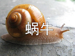 幼儿园美术《蜗牛》PPT课件幼儿美术课件蜗牛.pptx