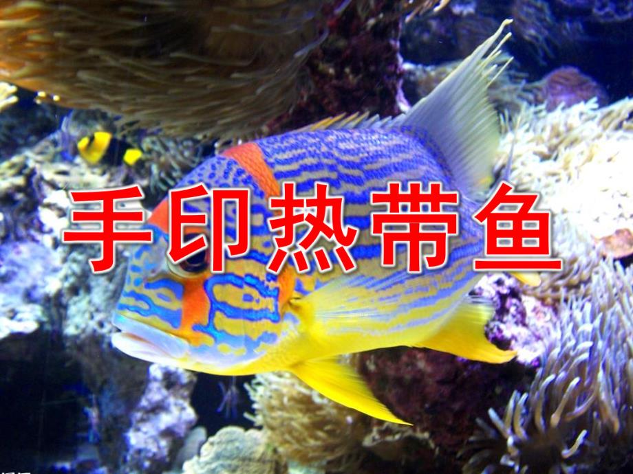 小班美术《手印热带鱼》PPT课件教案小班美术《手印热带鱼》.pptx_第1页