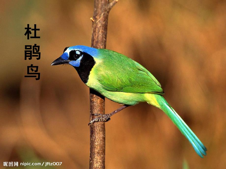 中班美术《五彩鸟》PPT课件教案美术:《五彩鸟》.ppt_第3页