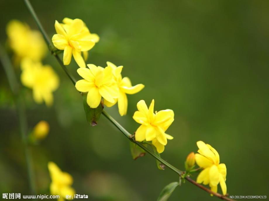 春天真美丽PPT课件教案图片ppt课件.pptx_第3页