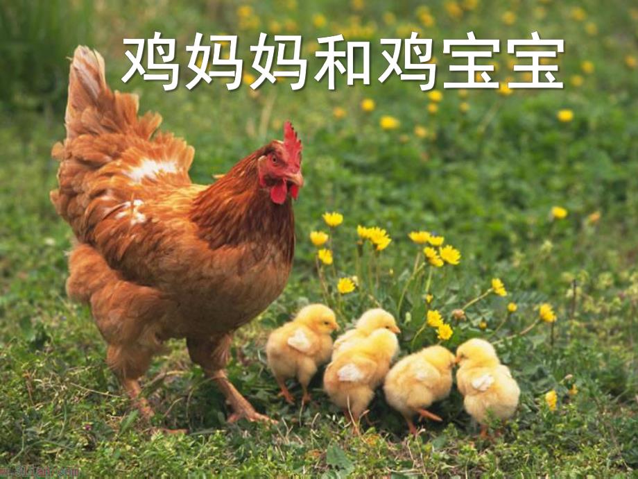 鸡妈妈和鸡宝宝PPT课件教案图片鸡妈妈和她宝宝.pptx_第1页