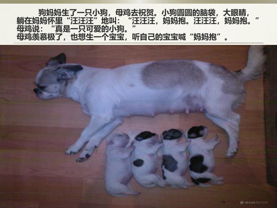 鸡妈妈和鸡宝宝PPT课件教案图片鸡妈妈和她宝宝.pptx_第3页