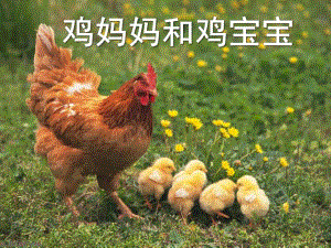 鸡妈妈和鸡宝宝PPT课件教案图片鸡妈妈和她宝宝.pptx