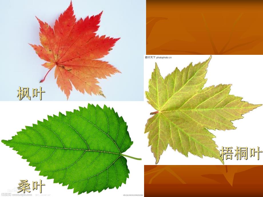 中班语言活动《捡树叶》PPT课件教案中班--捡树叶.ppt_第3页