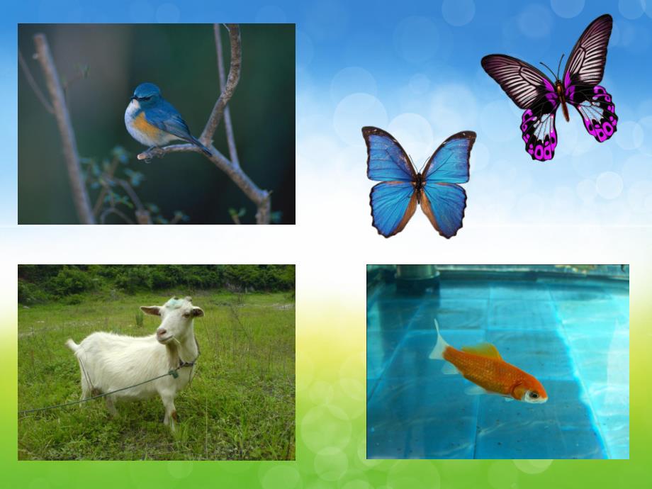 中班语言诗歌《家》PPT课件教案配音音乐PPT课件.ppt_第3页