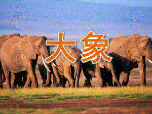 小班语言《大象》PPT课件教案大象课件.pptx