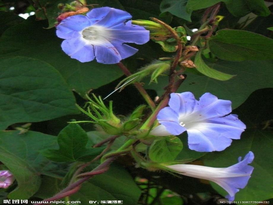 中班科学《植物的弯曲运动》PPT课件教案科学：植物的弯曲运动.ppt_第2页