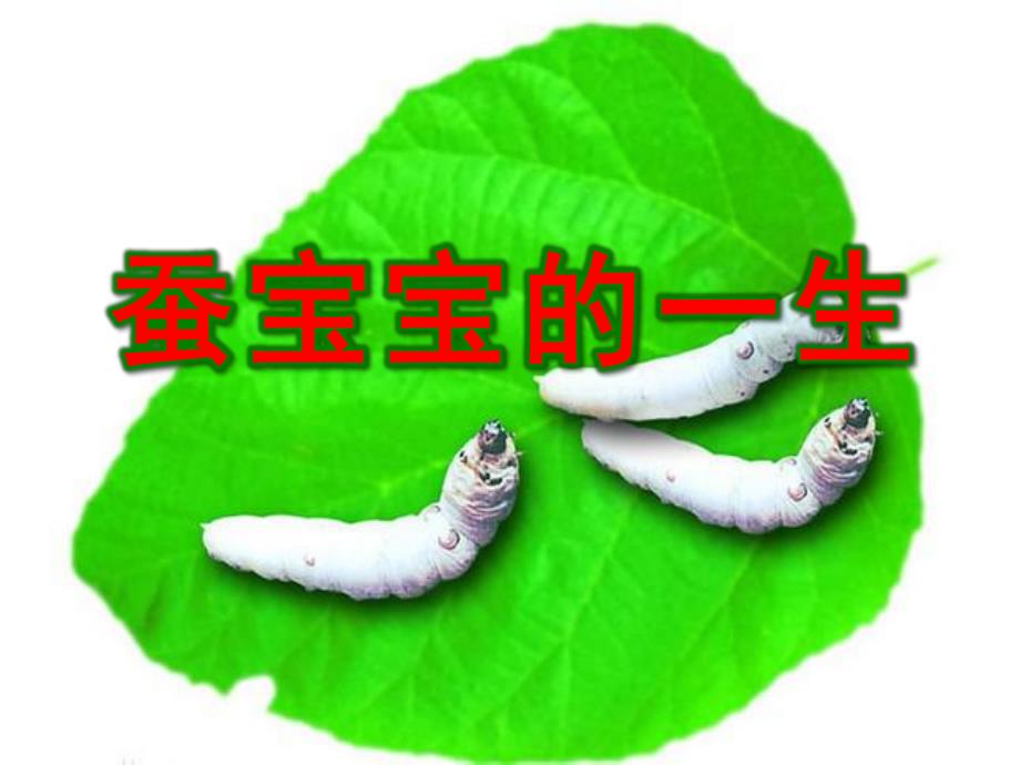 蚕宝宝的一生PPT课件教案图片蚕宝宝——蚕的一生.pptx_第1页