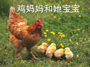 幼儿园《鸡妈妈和她宝宝》PPT课件鸡妈妈和她宝宝.pptx