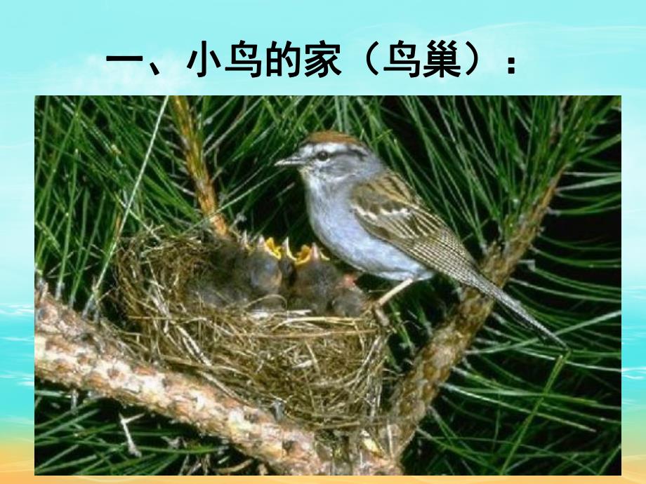 幼儿园动物的家PPT课件教案图片PPT课件.pptx_第3页