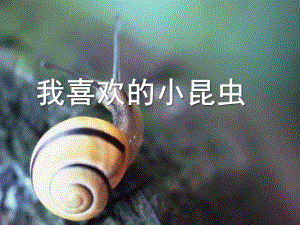 中班科学《我喜欢的小昆虫》PPT课件我喜欢的小昆虫.ppt