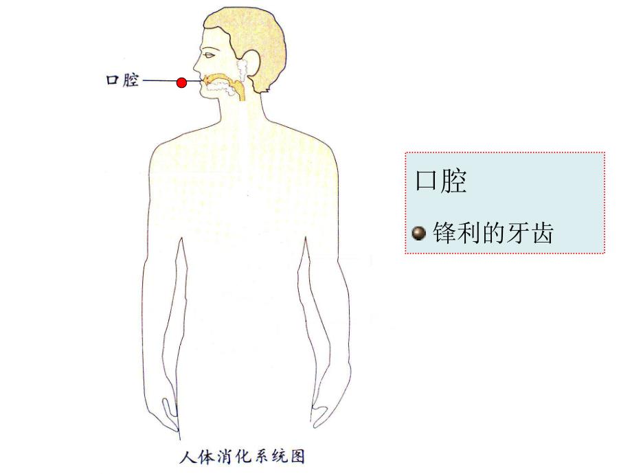 A056大班健康：小豆子旅行记小豆子旅行记ppt课件.ppt_第3页