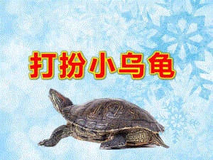 打扮小乌龟PPT课件教案图片美术：乌龟.pptx
