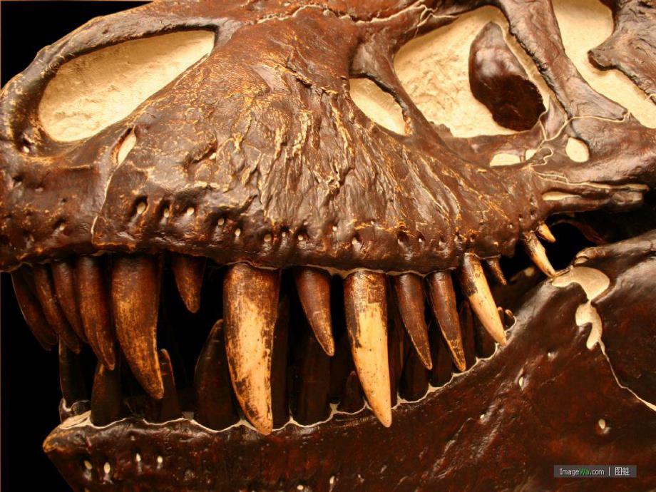 这是谁的牙齿PPT课件教案科学大班上第十六周+《动物的牙齿》.pptx_第2页