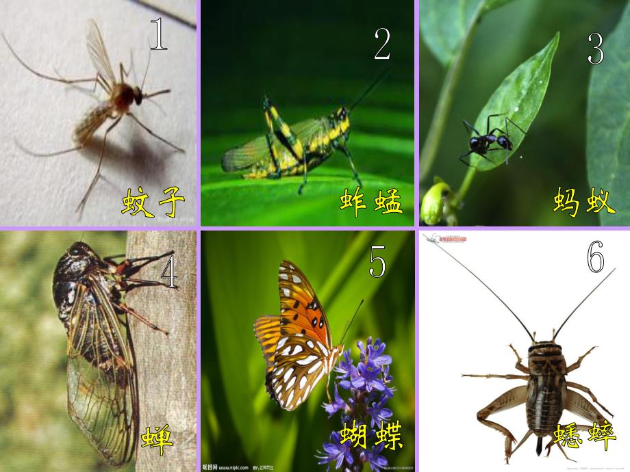 幼儿园《昆虫大聚会》PPT课件昆虫大聚会.pptx_第3页