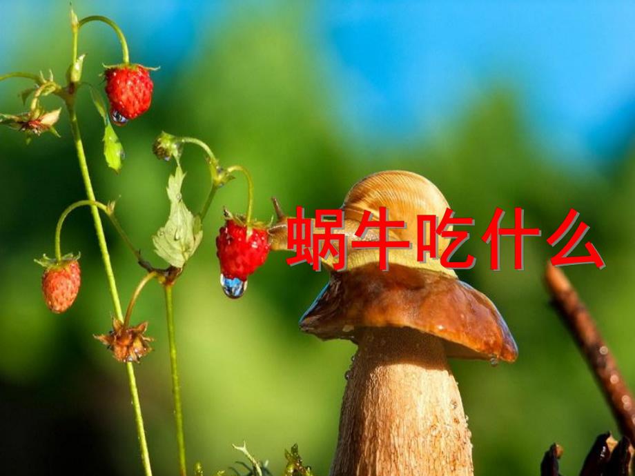 中班科学活动《蜗牛吃什么》PPT课件教案蜗牛吃什么.ppt_第1页