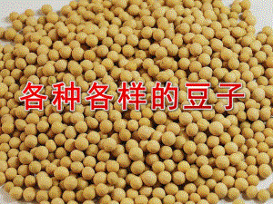 幼儿园科学《各种各样的豆子》PPT课件教案各种各样的豆子.pptx