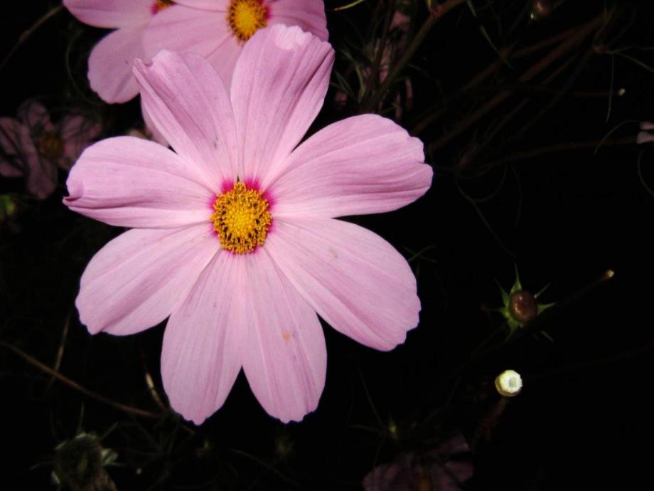 中班美术《花越开越大》PPT课件教案中班美术《花越开越大》.ppt_第2页