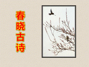 幼儿园春晓古诗PPT课件教案图片春.pptx