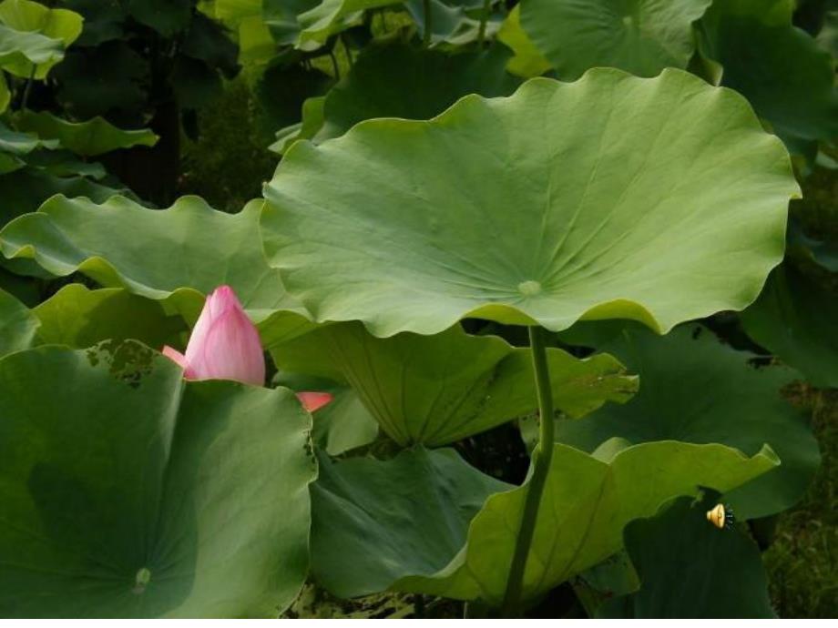 中班火辣辣的夏天《荷叶姐姐的伞》PPT课件教案.ppt_第2页