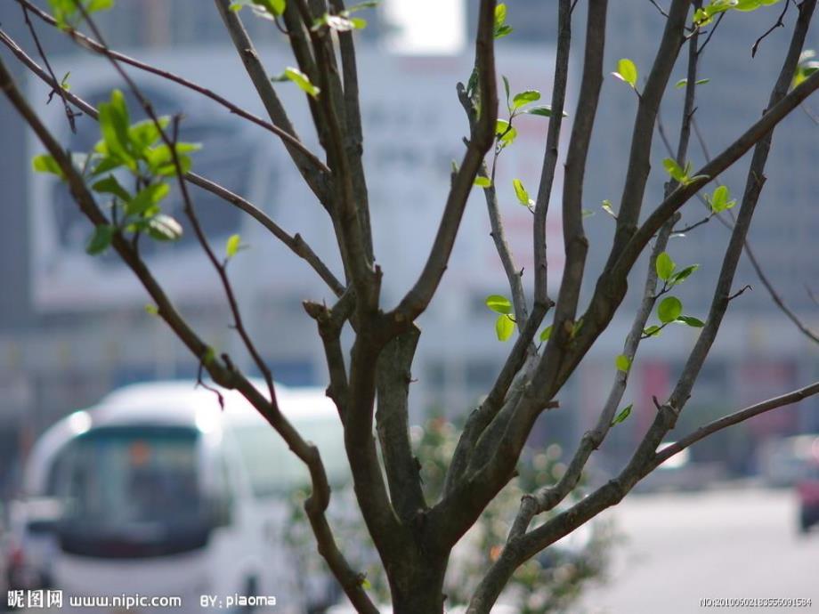 中班《春天的树》PPT课件教案春天的树-幼儿园中班.ppt_第2页