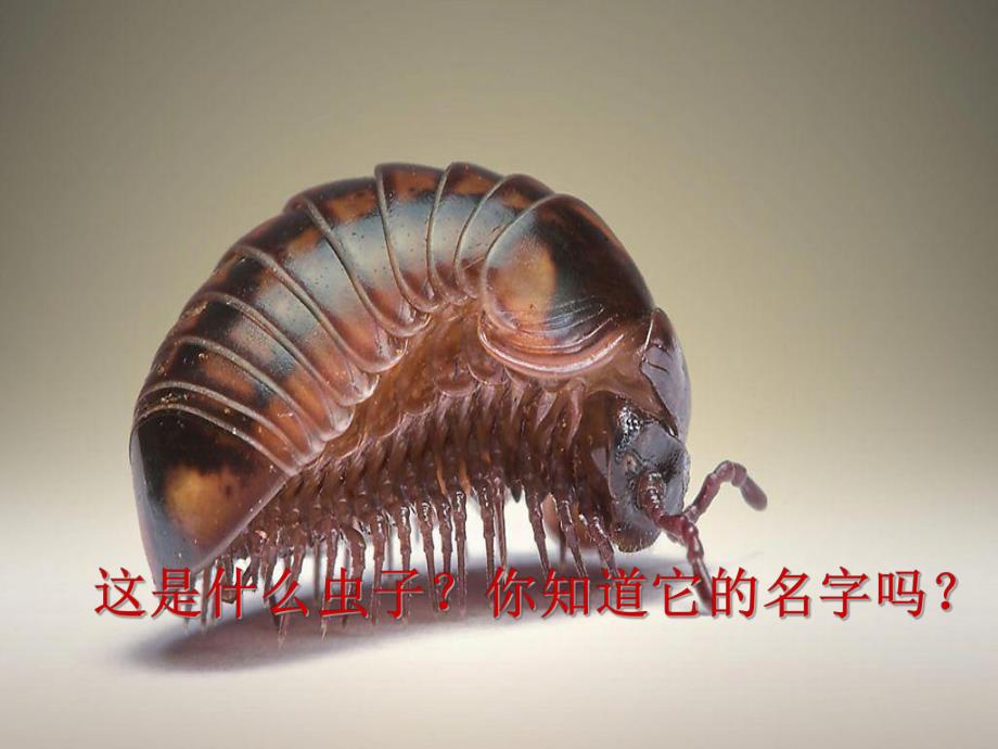 中班科学《西瓜虫的秘密》PPT课件科学：西瓜虫的秘密.ppt_第2页