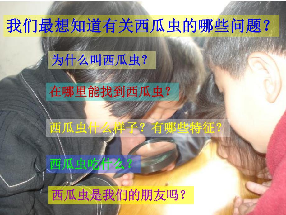 中班科学《西瓜虫的秘密》PPT课件科学：西瓜虫的秘密.ppt_第3页