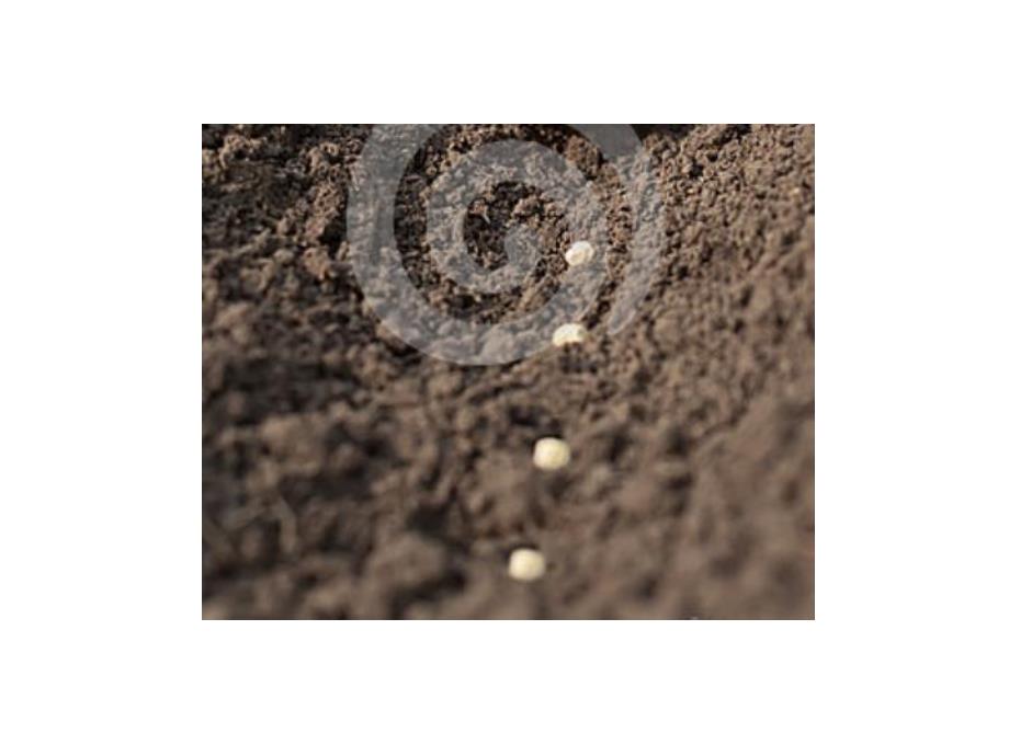 中班科学《一颗想长大的种子》PPT课件教案一棵想长大的种子.ppt_第2页