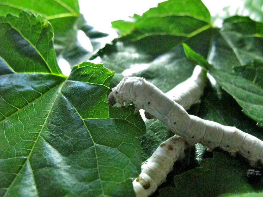 小班美术《可爱的蚕宝宝》PPT课件教案可爱的蚕宝宝.pptx_第2页