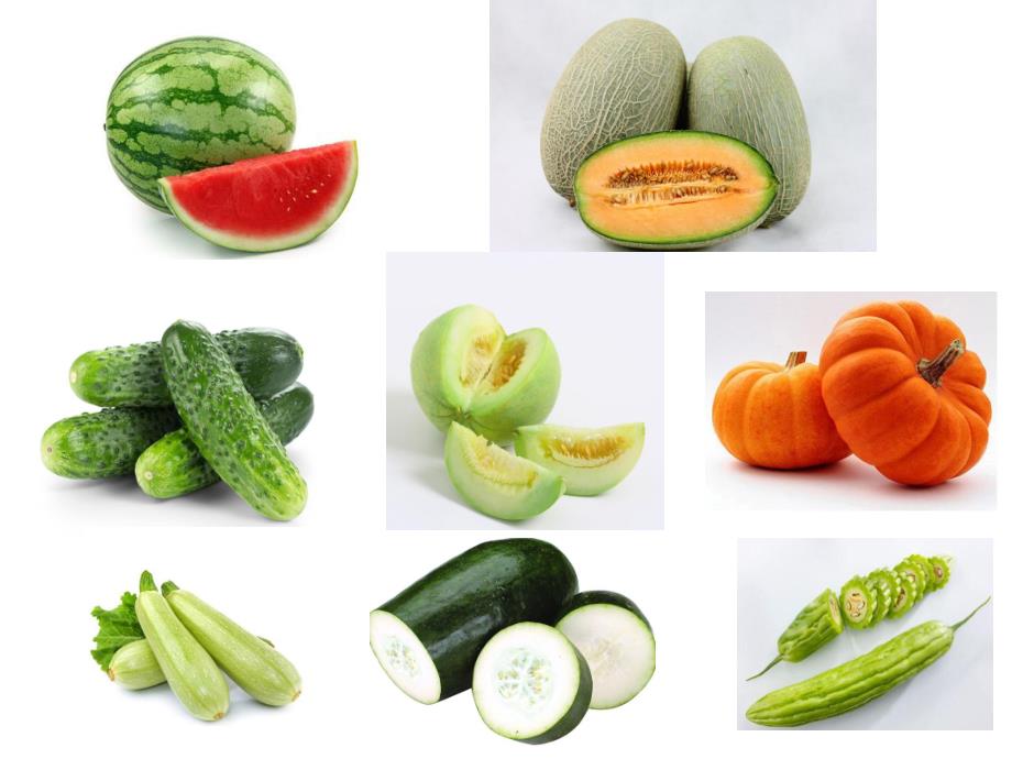 小班语言活动《瓜娃娃》PPT课件教案小班语言《瓜娃娃》.pptx_第2页