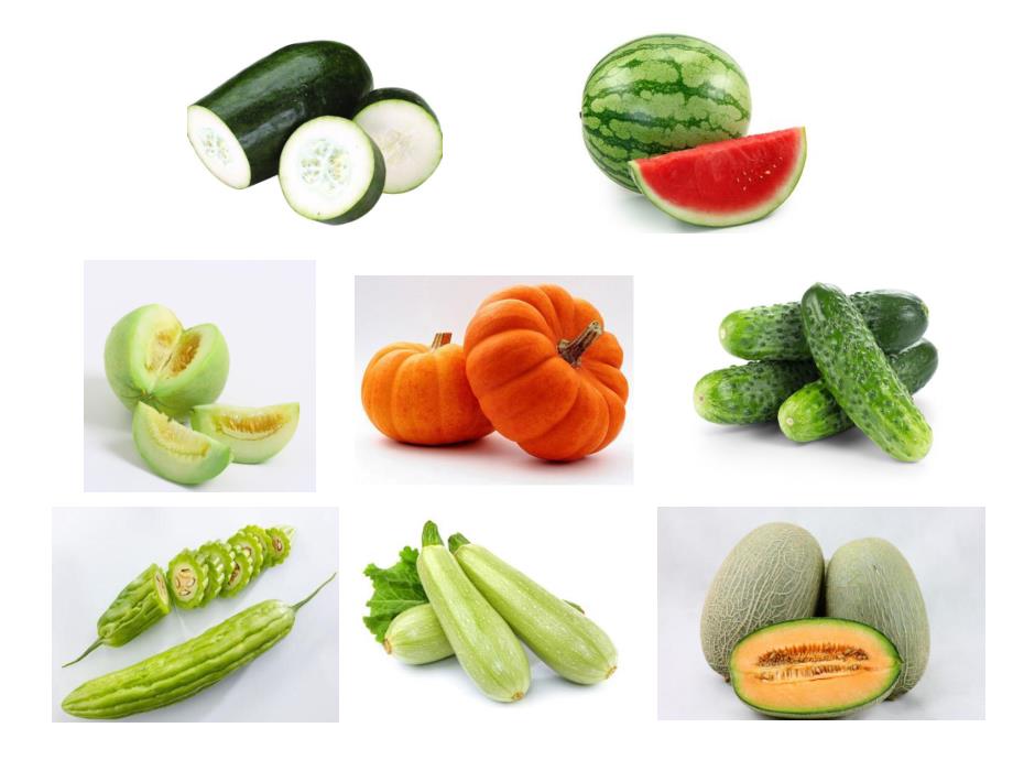 小班语言活动《瓜娃娃》PPT课件教案小班语言《瓜娃娃》.pptx_第3页