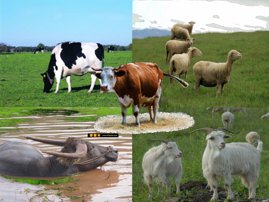 中班科学《农场里的动物》PPT课件中班科学：牧场里的动物.ppt_第2页