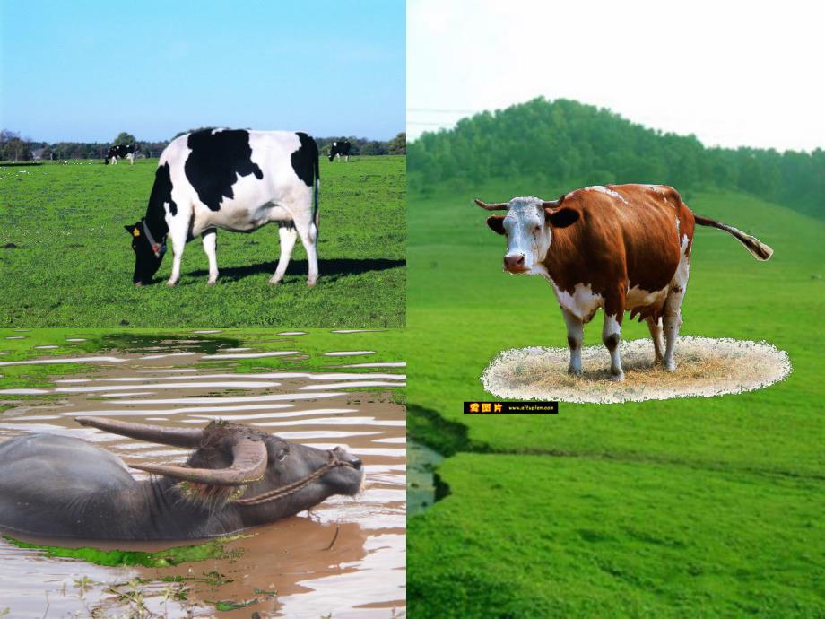 中班科学《农场里的动物》PPT课件中班科学：牧场里的动物.ppt_第3页