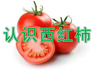 中班健康《认识西红柿》PPT课件教案PPT课件.ppt