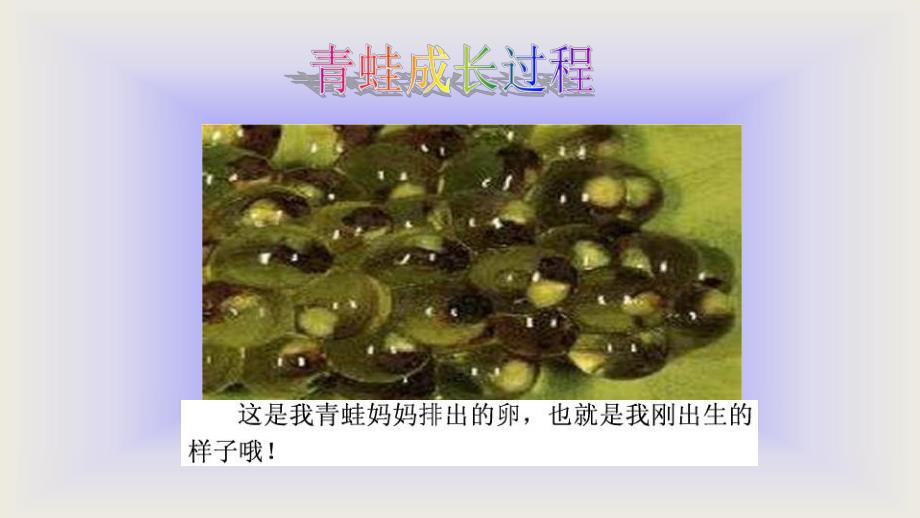 中班科学活动《青蛙的生长过程》PPT课件中班-科学-青蛙的生长过程.ppt_第2页