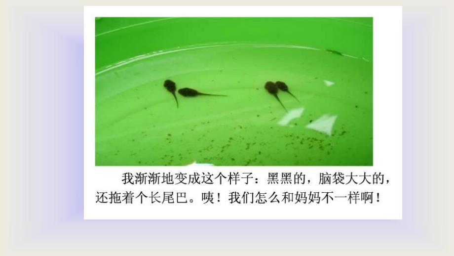 中班科学活动《青蛙的生长过程》PPT课件中班-科学-青蛙的生长过程.ppt_第3页
