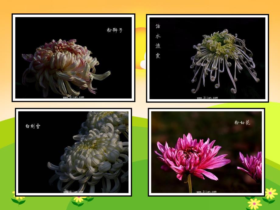 中班《天的菊花》PPT课件教案ppt课件.ppt_第2页