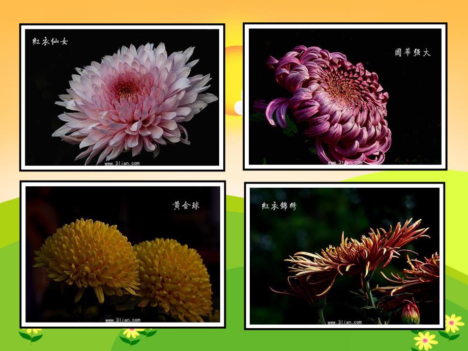 中班《天的菊花》PPT课件教案ppt课件.ppt_第3页