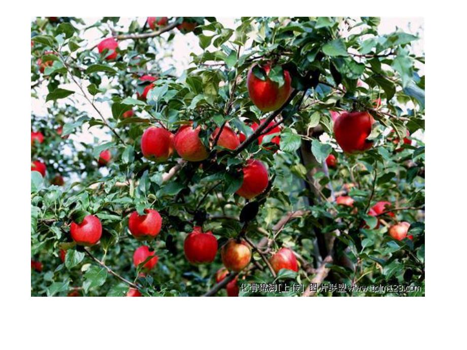 中班数学《天的果园》PPT课件教案PPT课件.ppt_第3页