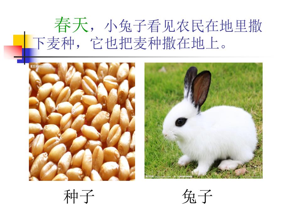 中班语言《小兔种麦子》PPT课件教案小兔种麦子.ppt_第2页