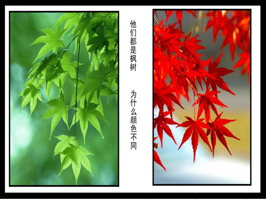 中班美术《会变化的树叶》PPT课件教案PPT课件.ppt_第3页