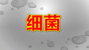 幼儿园细菌PPT课件教案幼儿园--细菌.pptx